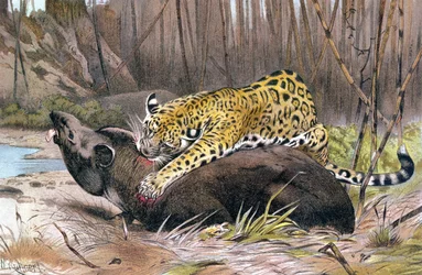 Jaguar, plate from Brehms Tierleben